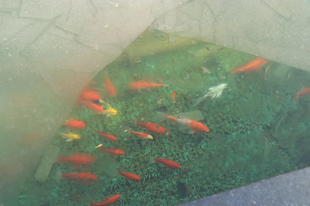 诗词里的校园,春日校园美景诗句