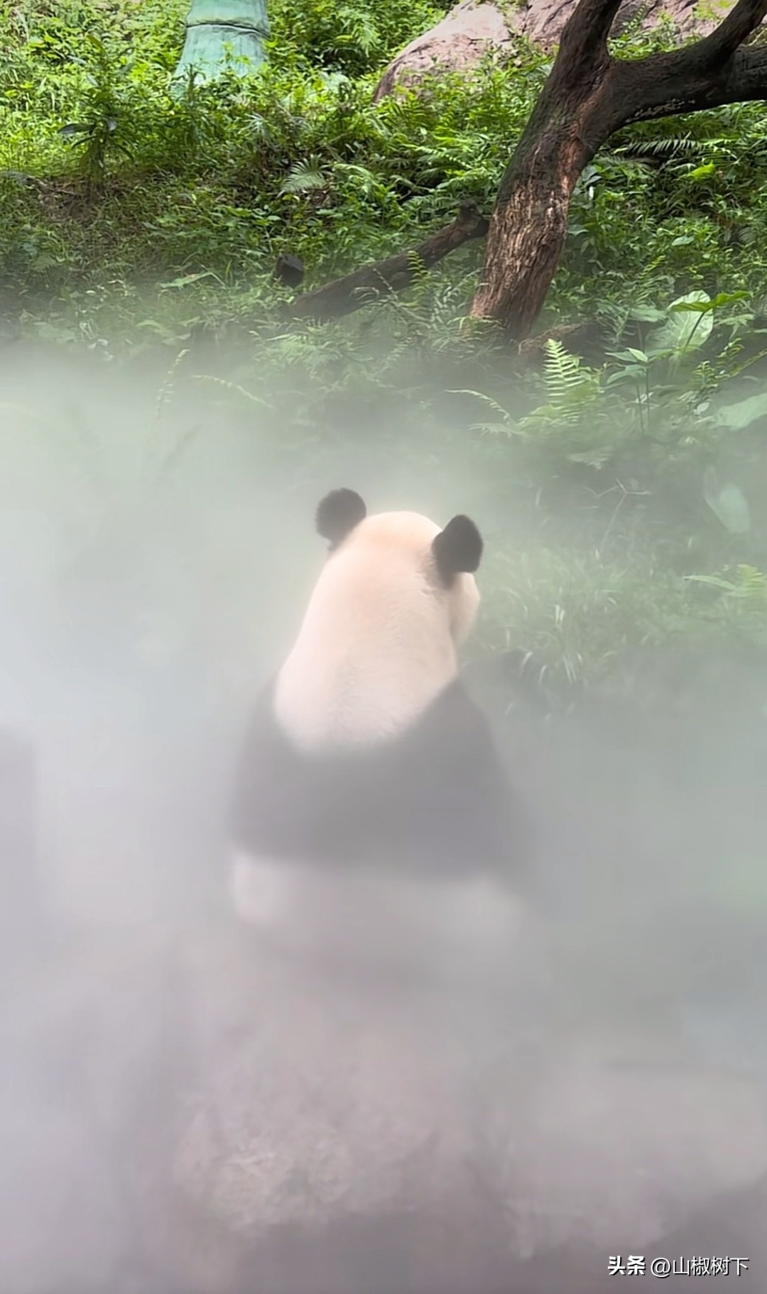 熊猫基地的奶妈奶爸有多少人,熊猫基地帅气奶爸