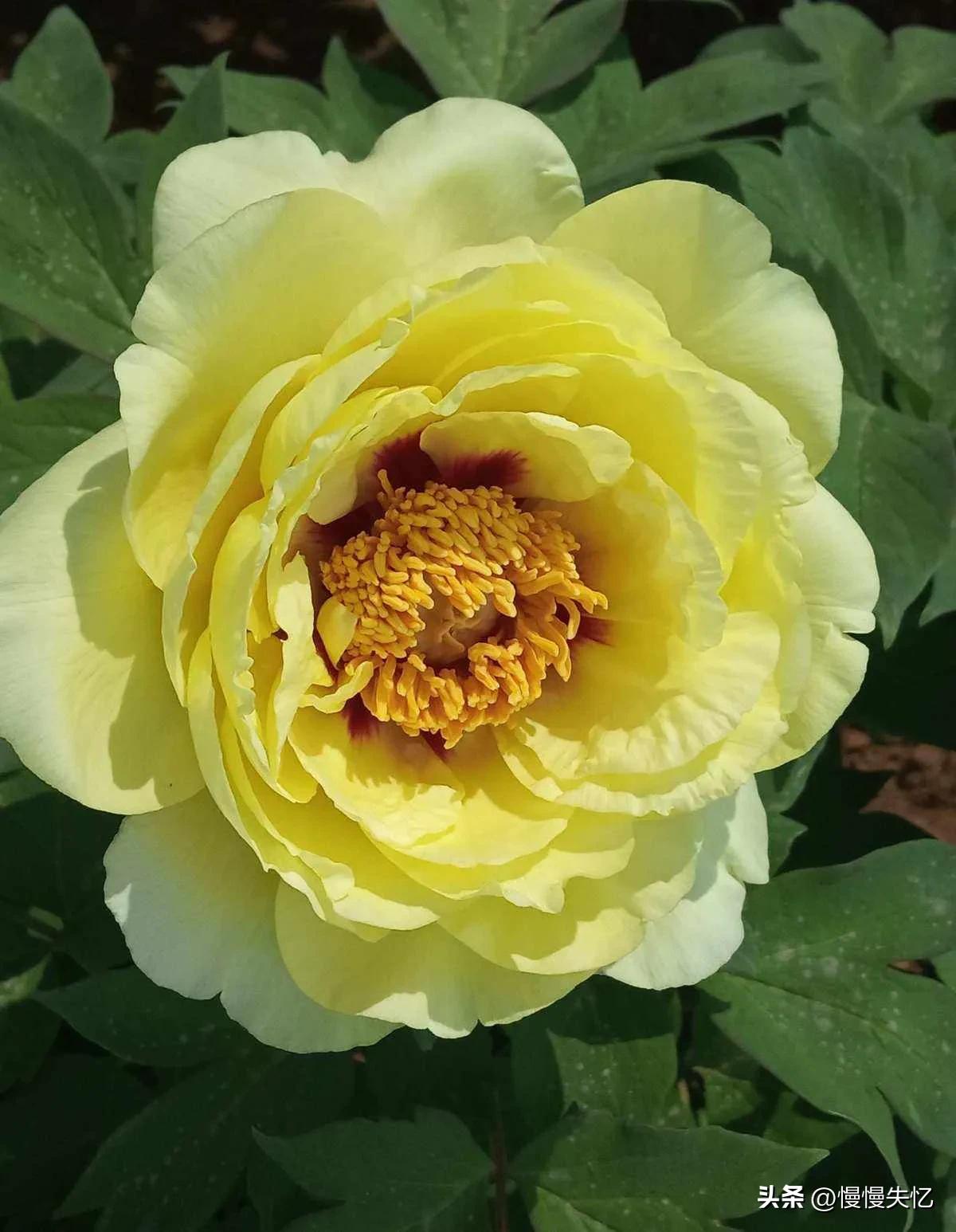 宋朝牡丹诗词,历代咏牡丹花诗词大全