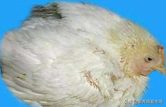 鸡白痢的发病特点,鸡白痢是什么引起的
