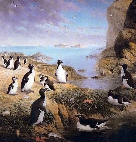 北极没有企鹅么,北极没有企鹅的原因