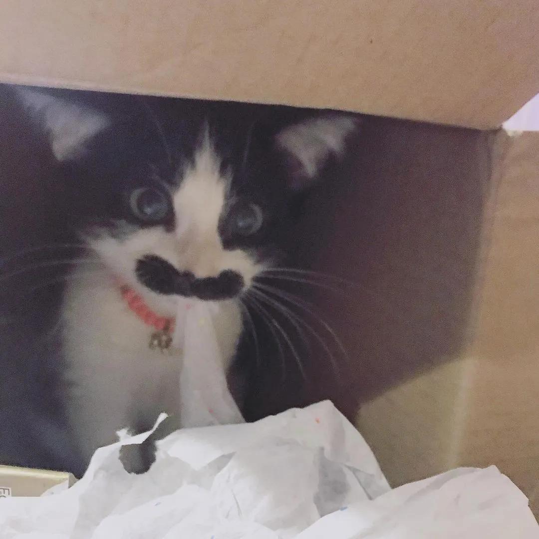 因为长了嘴一字胡，奶牛猫无人领养，却因祸得福成了网红