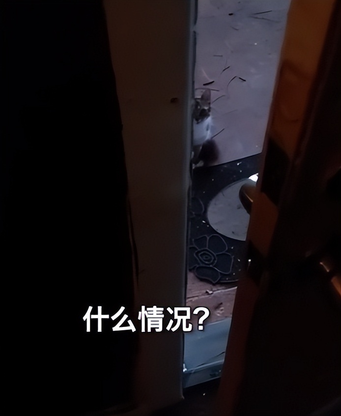 渣猫被小母猫找上门,渣猫出门被老婆抓