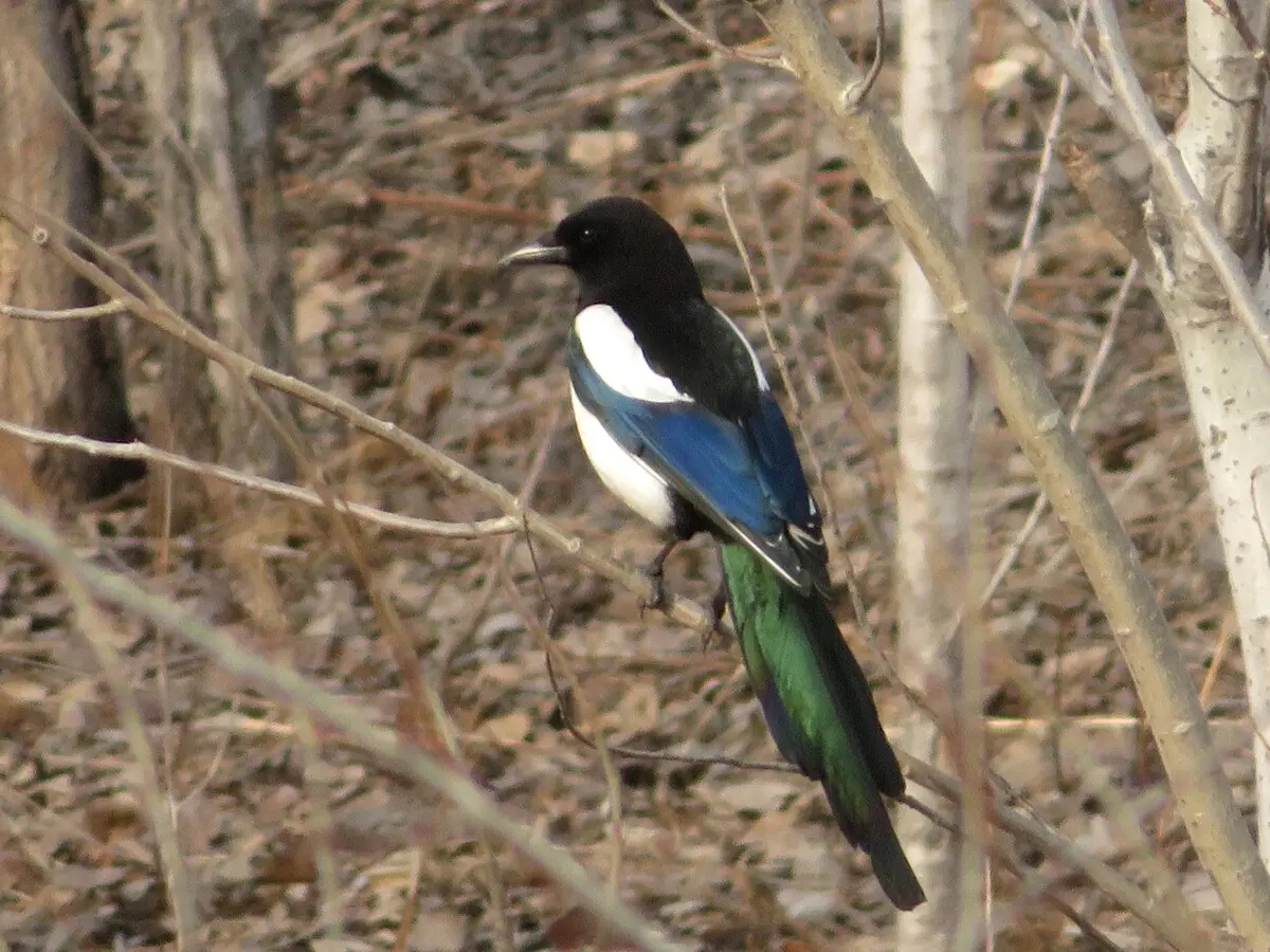 喜鹊的窝杂乱不堪为什么不怕风雪,喜鹊窝搭得乱七八糟为何不怕风雪
