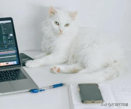 猫咪半夜嗷嗷叫是什么原因,猫咪半夜哇哇叫是什么意思