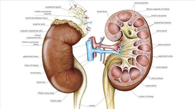 女性尿路感染尿频尿急怎么引起的,尿频尿急尿路感染自愈的最佳方法