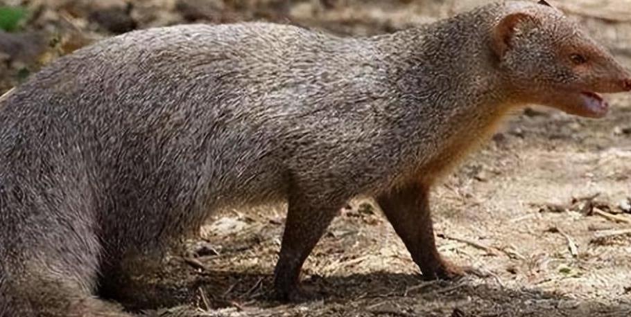 眼镜王蛇吞掉了条蟒蛇,眼镜王蛇生吞