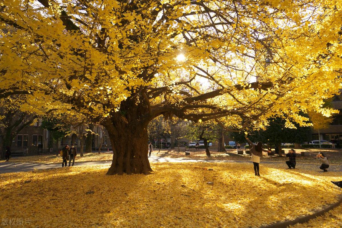 亚洲第一高校东京大学