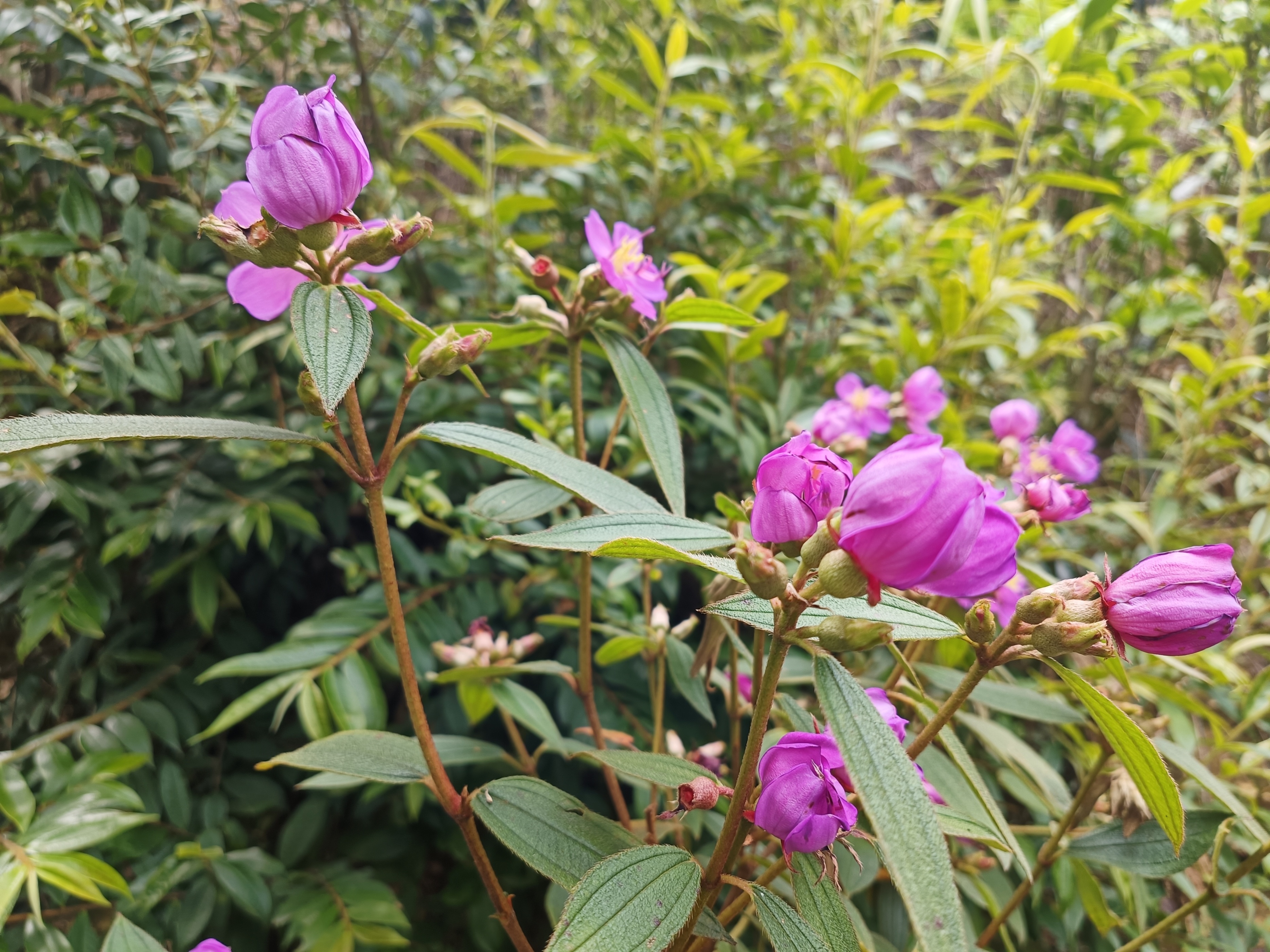 石老虎下山豹牙郎出没一片红