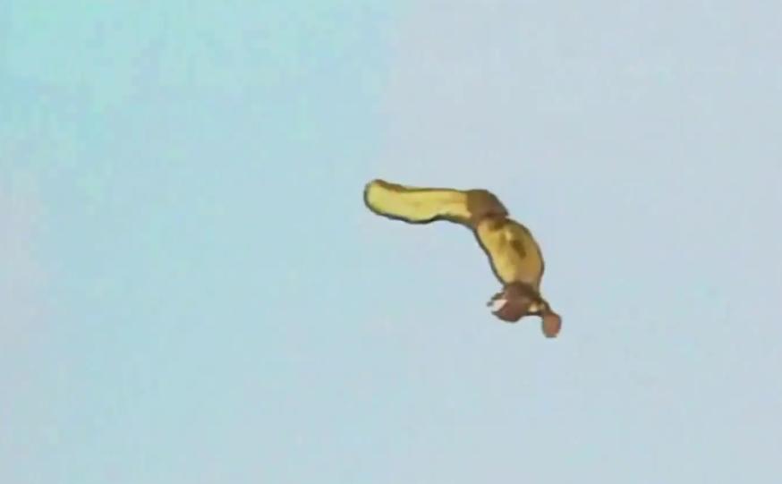 阿根廷卡塔尔世界杯夺冠的可能性,2022年世界杯阿根廷夺冠几率