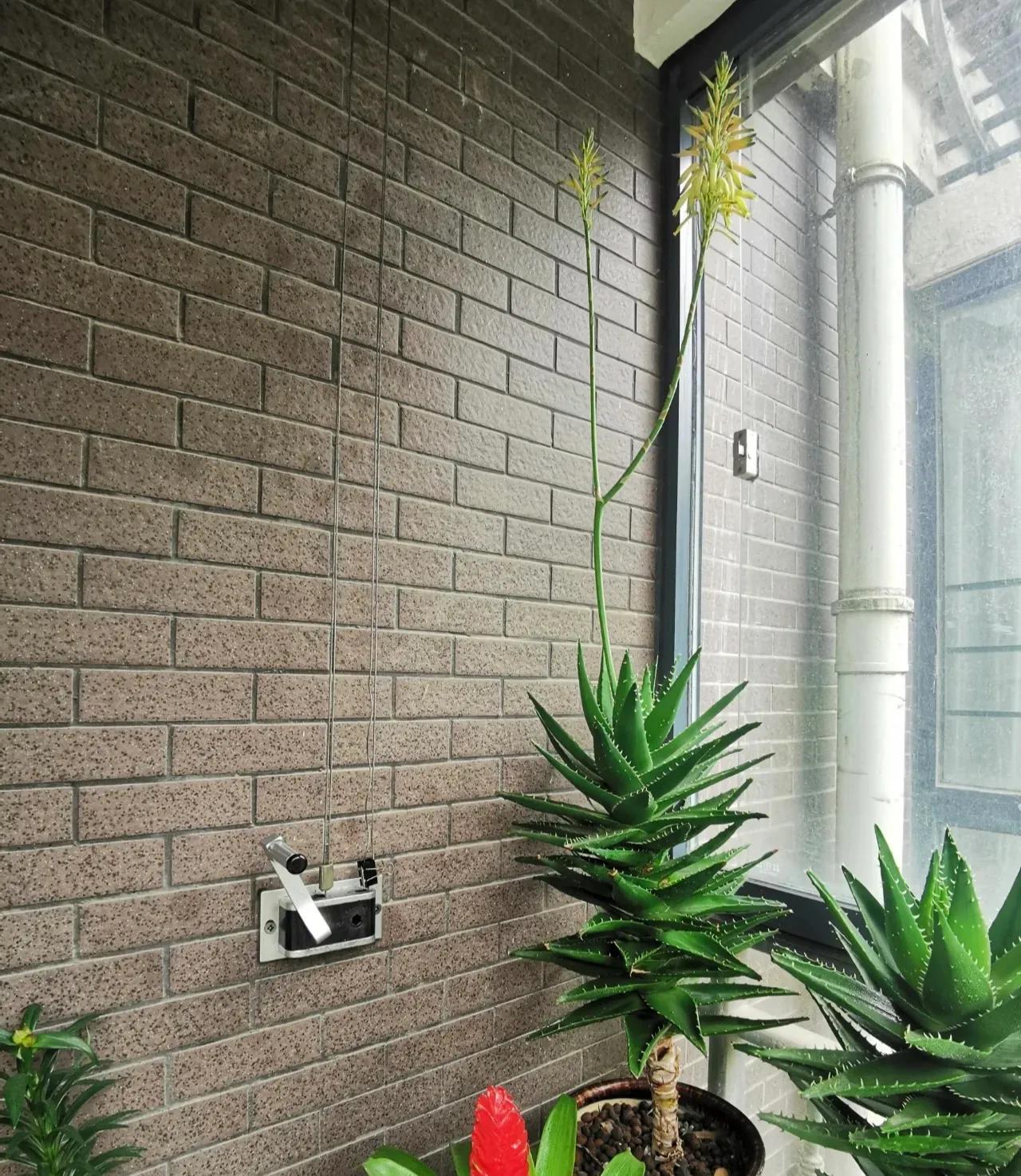 新家养什么花可以除甲醛,吸甲醛最快的4种花图片