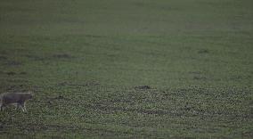 什么猫咪和英短合得来,猫咪长毛英短怎么区分公母