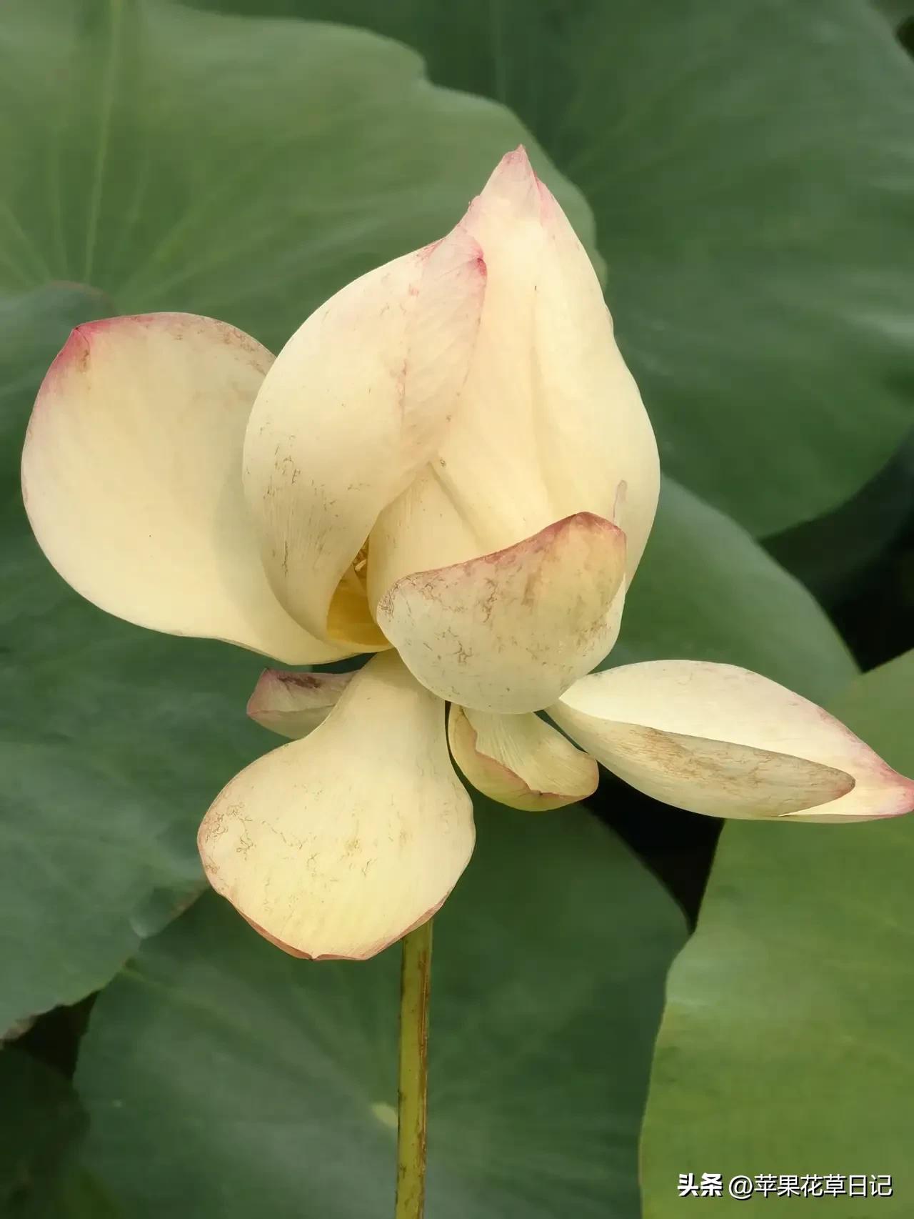 莲花盛开欣赏,绝美的莲花