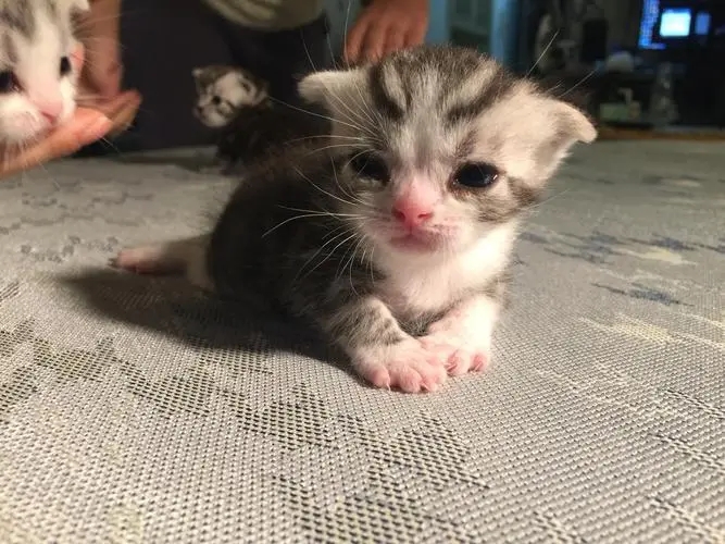 公猫绝育需要注意些什么,公猫绝育不戴项圈怎么办