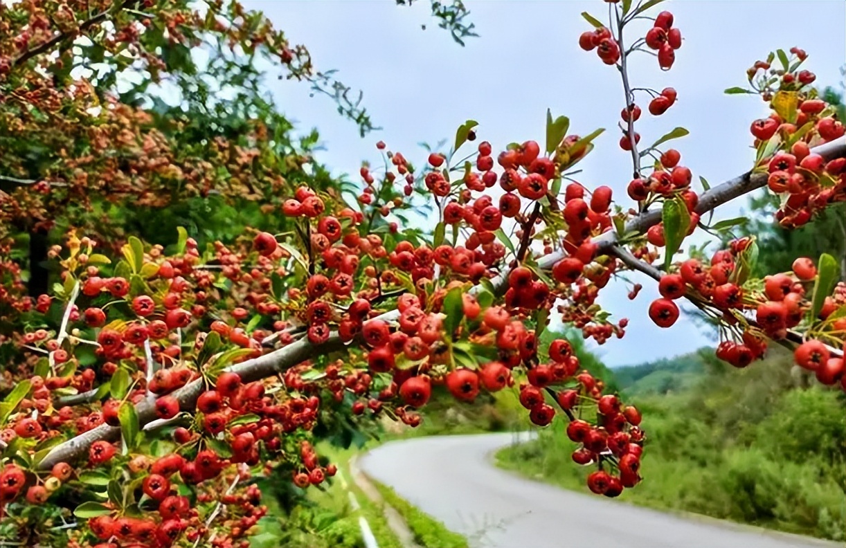 火棘果子是谁发明的,火棘果为什么叫军粮