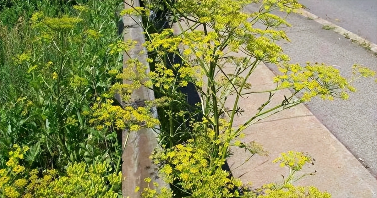 世界上能救命的十种毒草,10种最毒的毒草