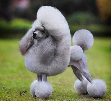 贵宾犬和泰迪区别在哪里,贵宾犬和泰迪有什么区别