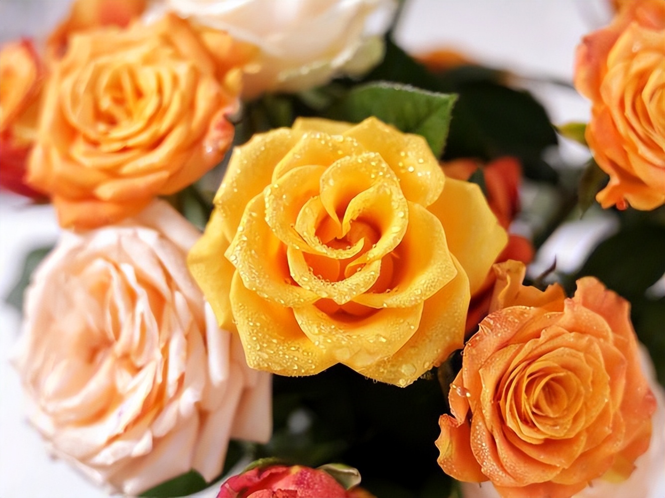 玫瑰花语和寓意送朋友,玫瑰花语和寓意是什么意思