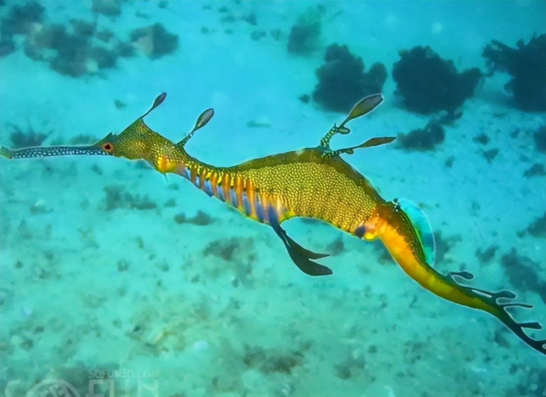 澳大利亚海滩上出现奇怪生物,2016年暴风雨后海滩上的神奇生物