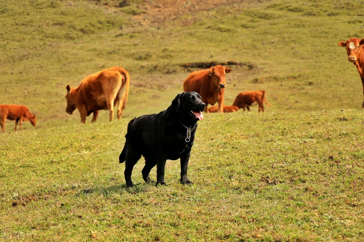 狗狗智商排行榜第一名是什么狗,狗狗智商的排名前30最新