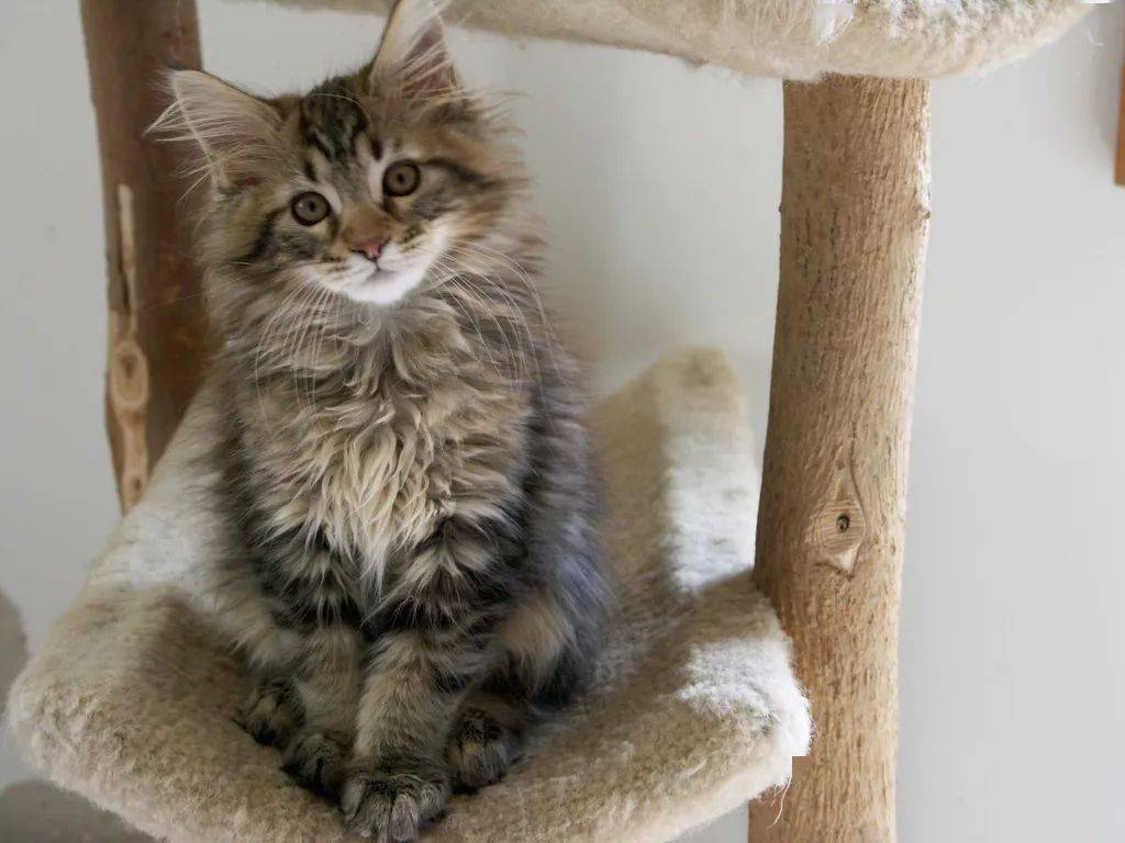 挪威森林猫为什么爱掉毛,为什么挪威森林猫喜欢外出