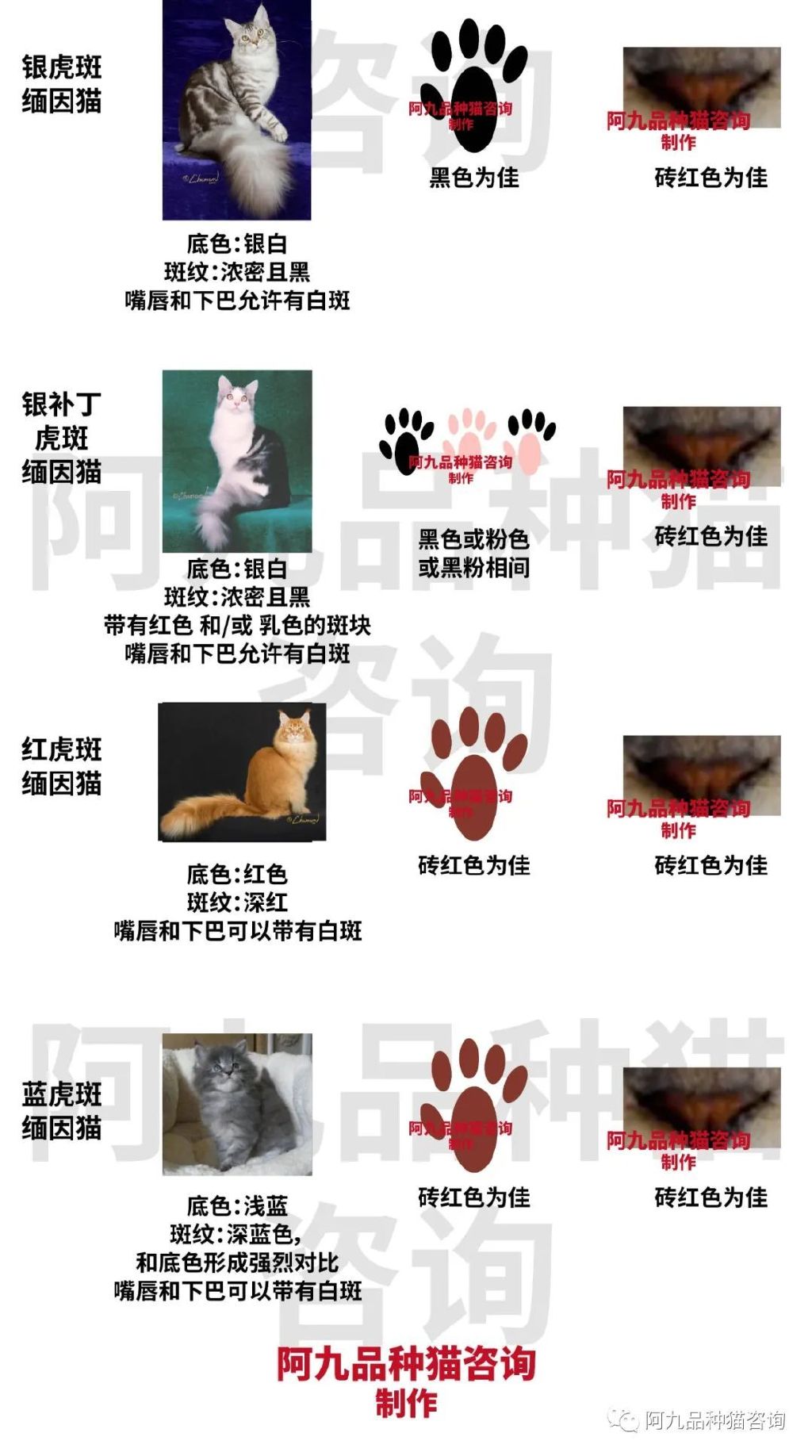 正宗缅因猫哪些颜色的贵,缅因猫品相极好的多少钱