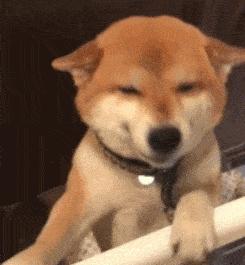 上班族适合养的狗,什么狗最合适小学生新手养也便宜