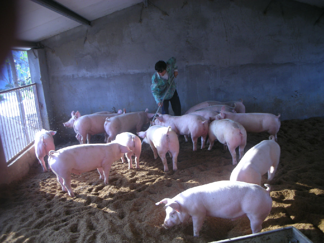 猪便秘不吃药怎么快速通便,猪严重便秘排不出粪便该怎么处理