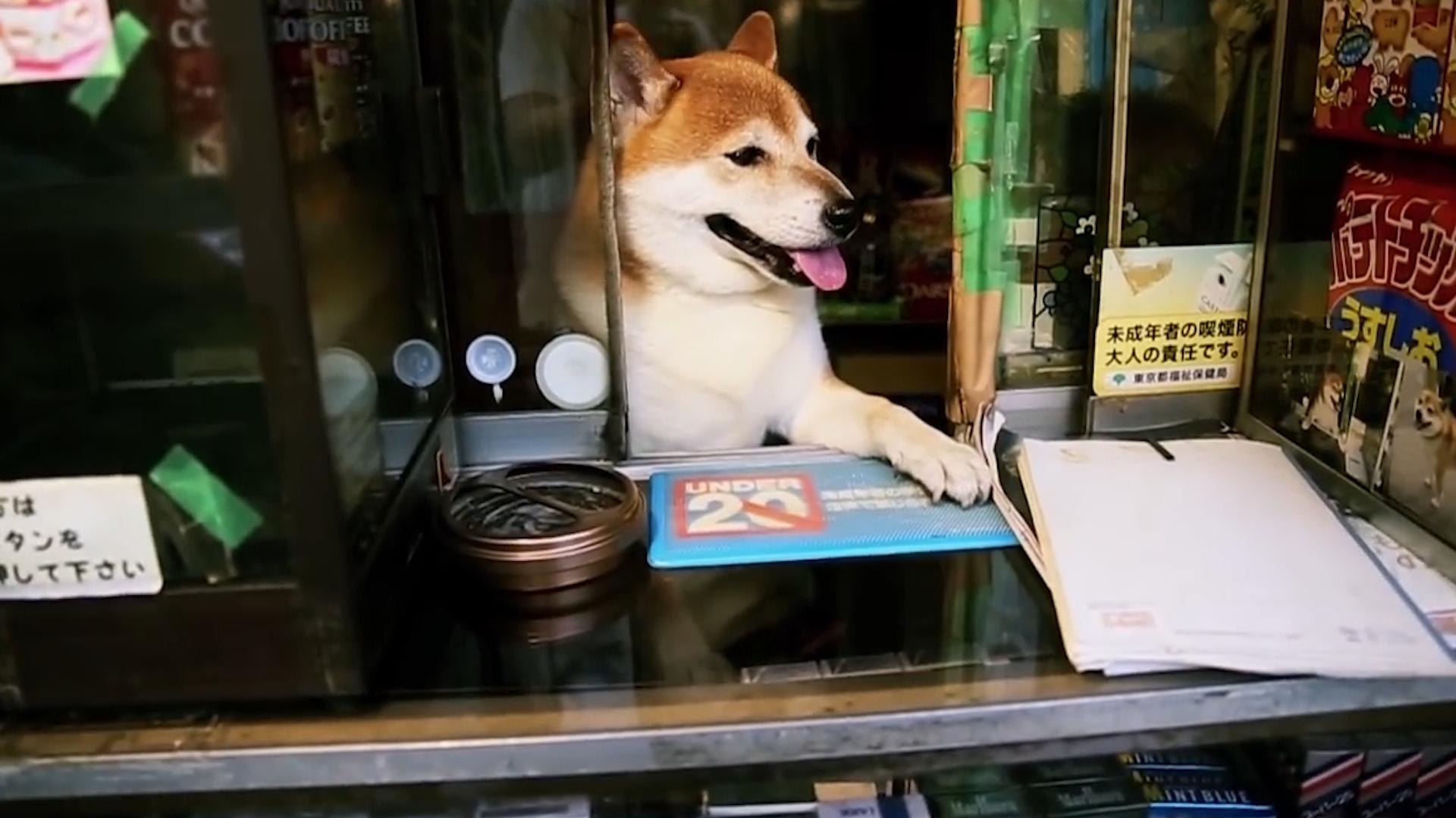 柴犬当便利店店员,柴犬开便利店视频