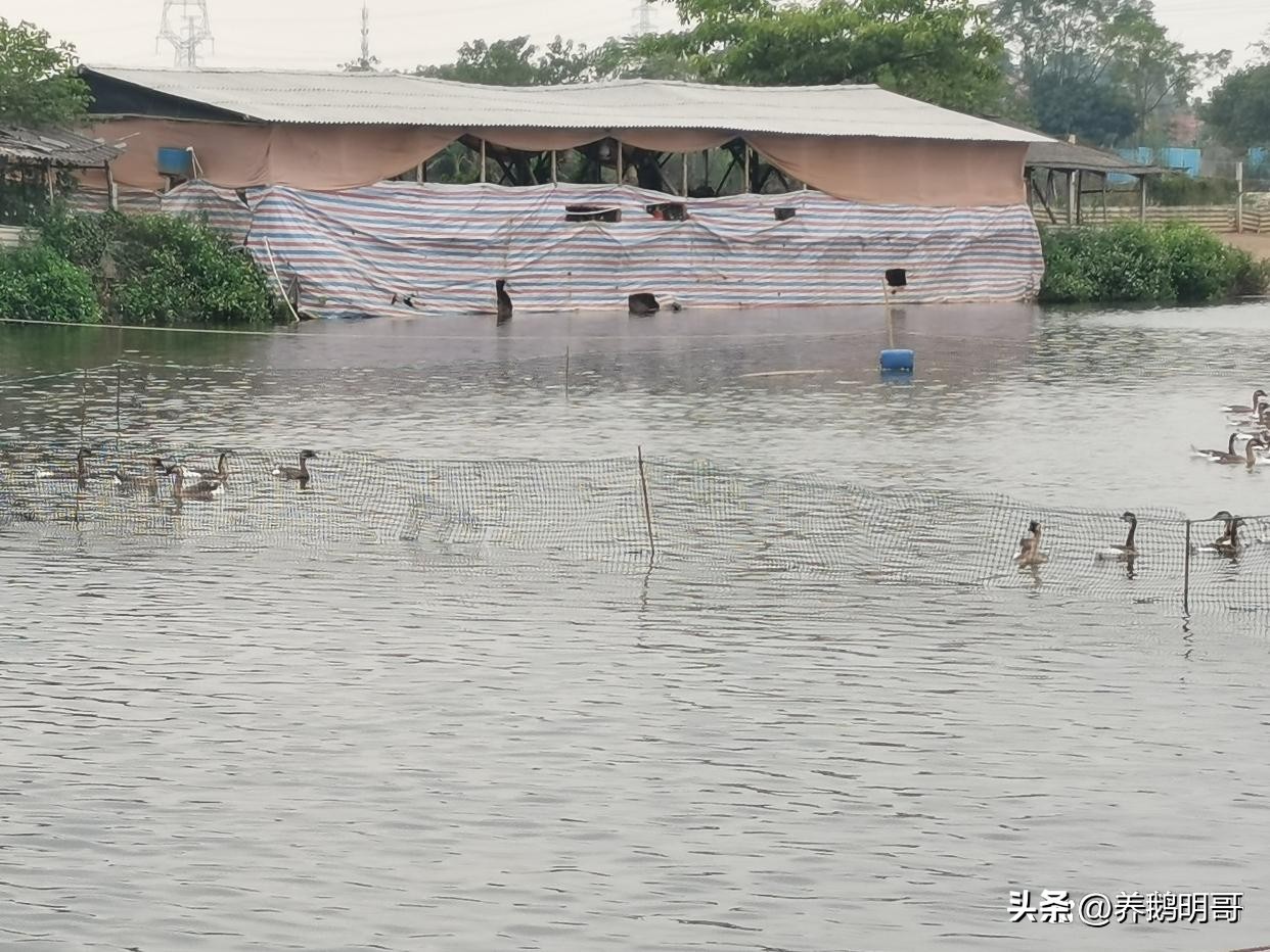 赤壁50亩鱼塘承包费一年要多少钱,25亩鱼塘承包要多少租金