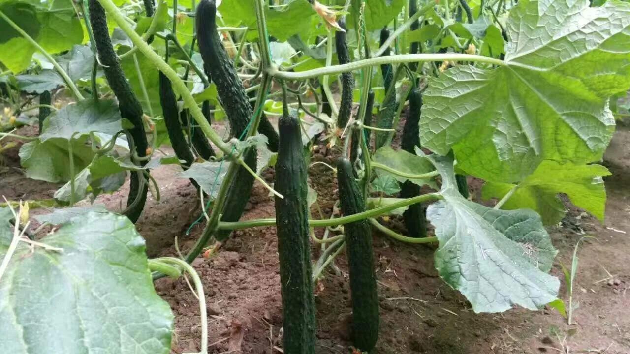黄瓜怎么光长秧不接瓜呀,黄瓜秧怎么管理才结瓜多