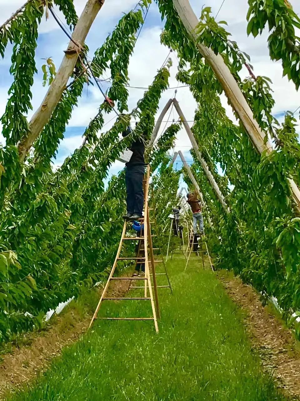 1斤*口车进**厘子卖百元，2分钟带你了解智利种植背后的黑科技，啥样