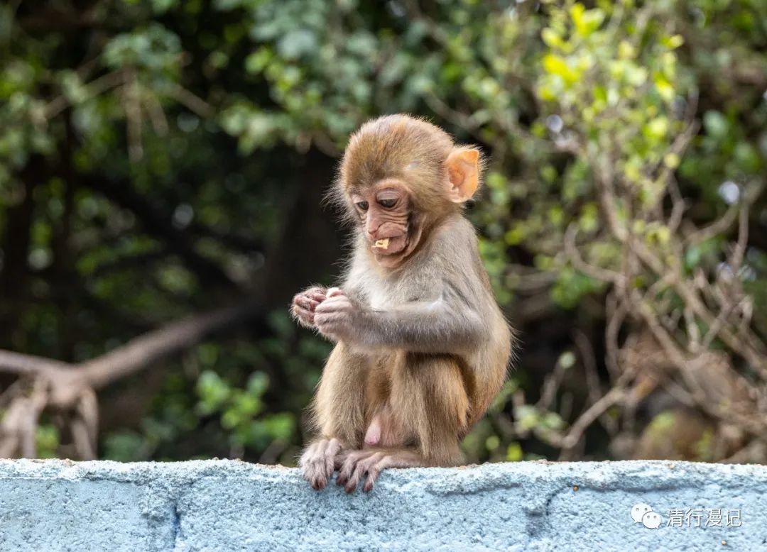 海南南湾猴岛天气预报,海南南湾猴岛