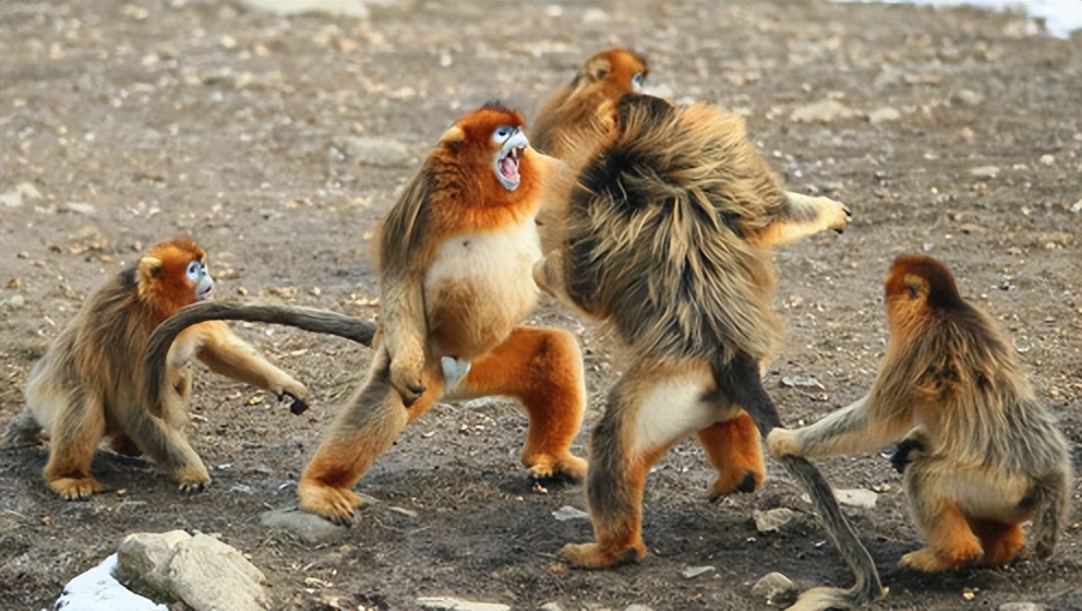 狼群中只有狼王有交配权,那么到了发情期其他的狼怎么办?