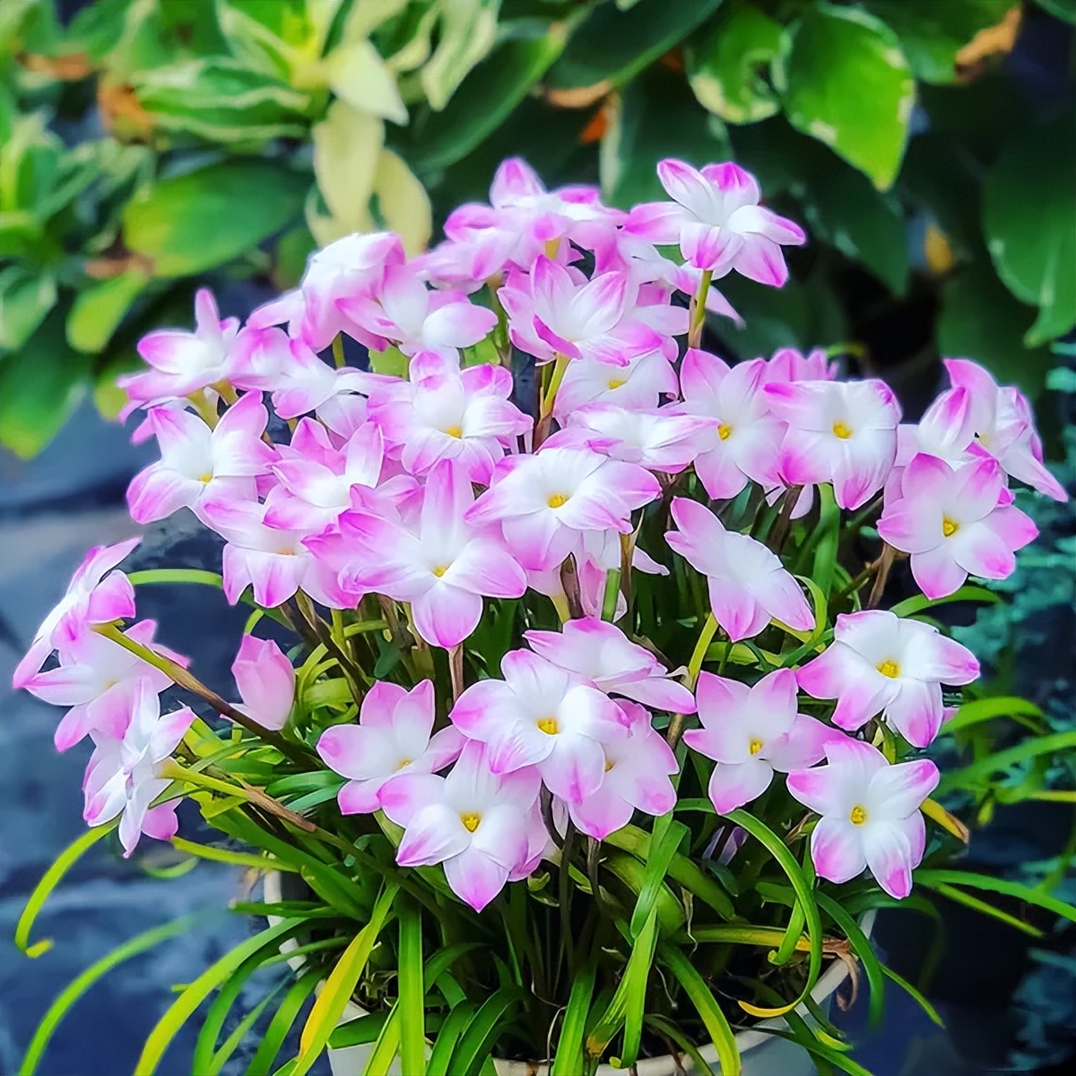 十种养不死的室内花,十种不容易生虫的花