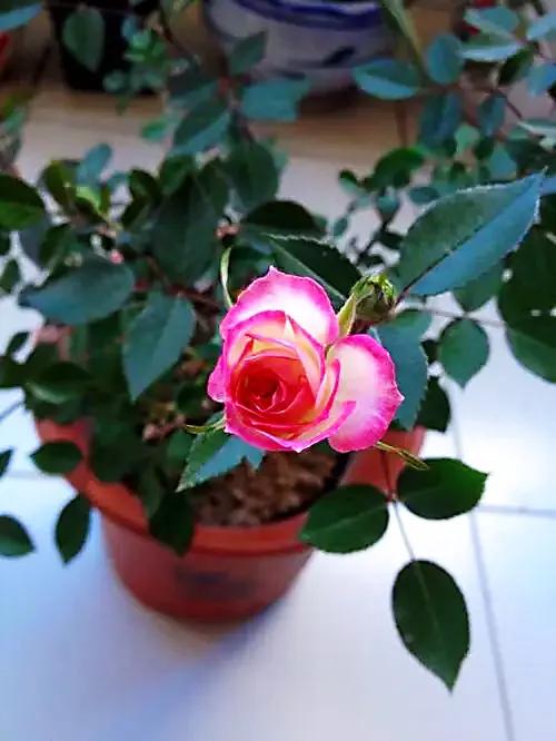 旋转木马和粉扇月季区别,月季旋转木马怎么养