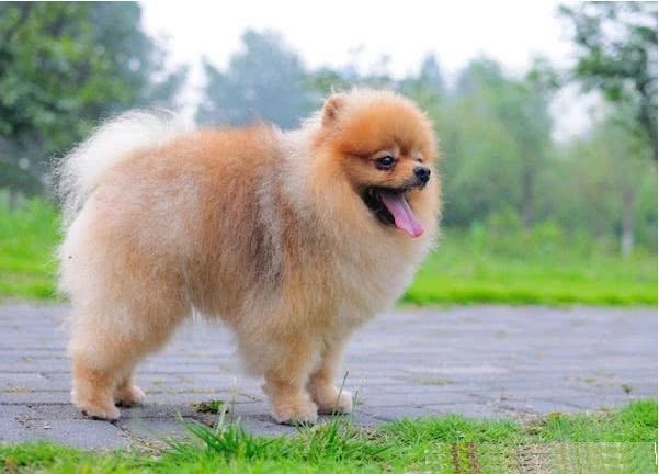 博美掉毛怎么一撮一撮的掉,博美尾巴掉毛掉光了怎么回事