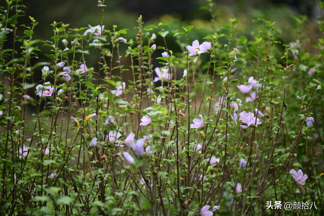 流放到菜地的花儿们，尽情绽放吧，不管在哪里｜园丁