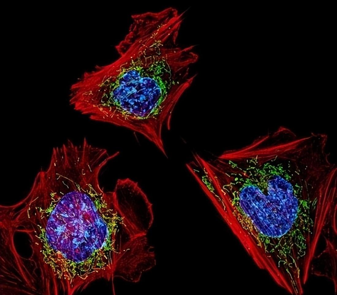 张掖肉牛线粒体DNAD-loop区研究的发展方向和潜在应用价值