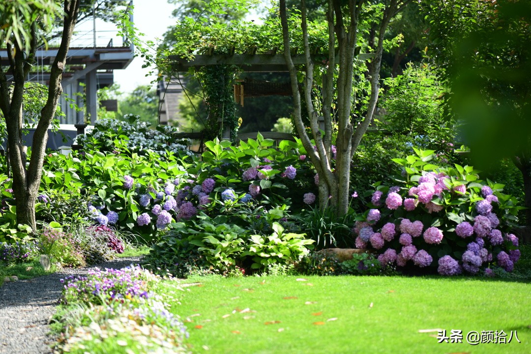 冬日里依旧盛开的月季,洁白无瑕的大绣球花开花