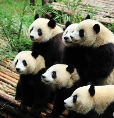 熊猫天团官宣成员,熊猫天团最新照片