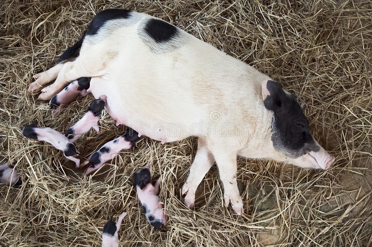 小猪普遍拉稀,养猪小猪拉稀怎么治