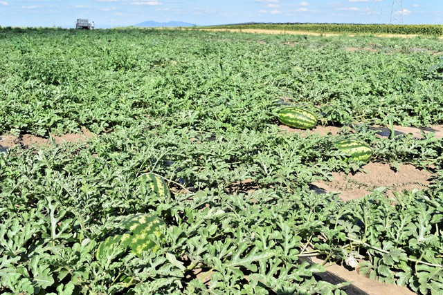 西瓜坐瓜期徒长的表现,西瓜徒长是怎么回事