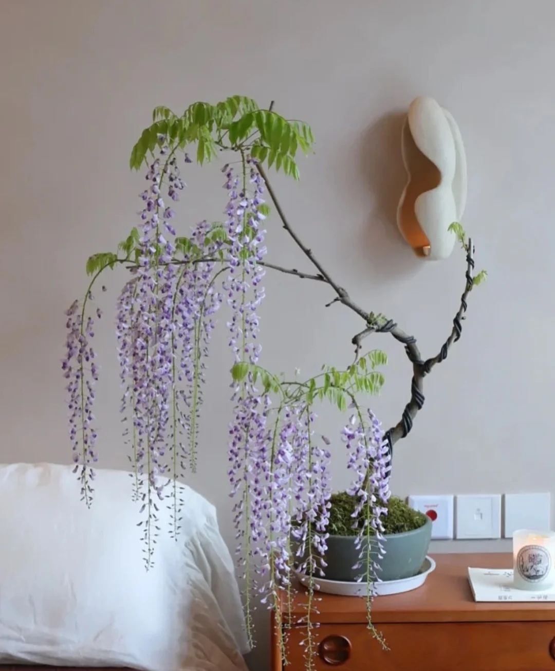 家庭客厅养什么花好看又旺财,客厅最吉祥的三种花