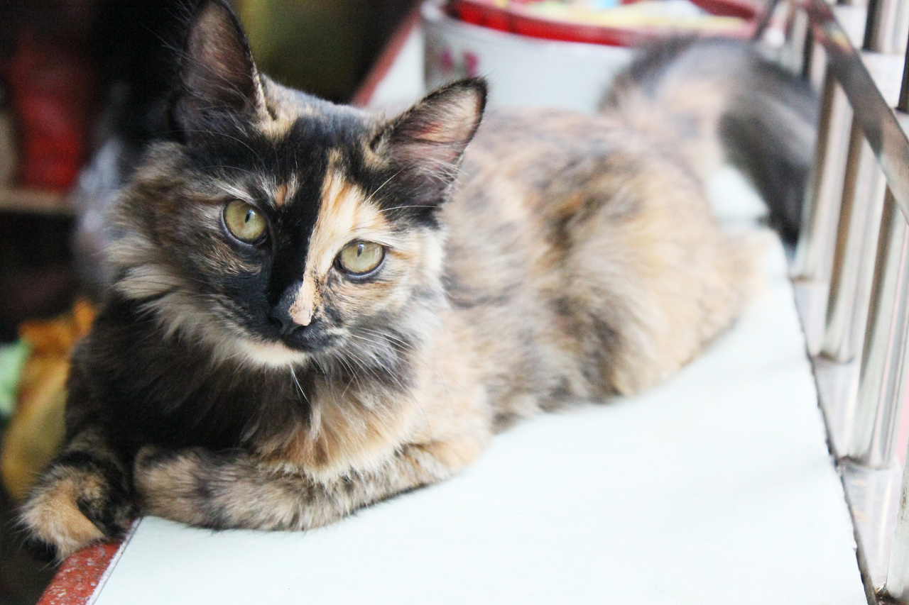 铲屎官注意猫咪这个部位也需护理,如果猫咪出现了心理疾病会抽搐吗