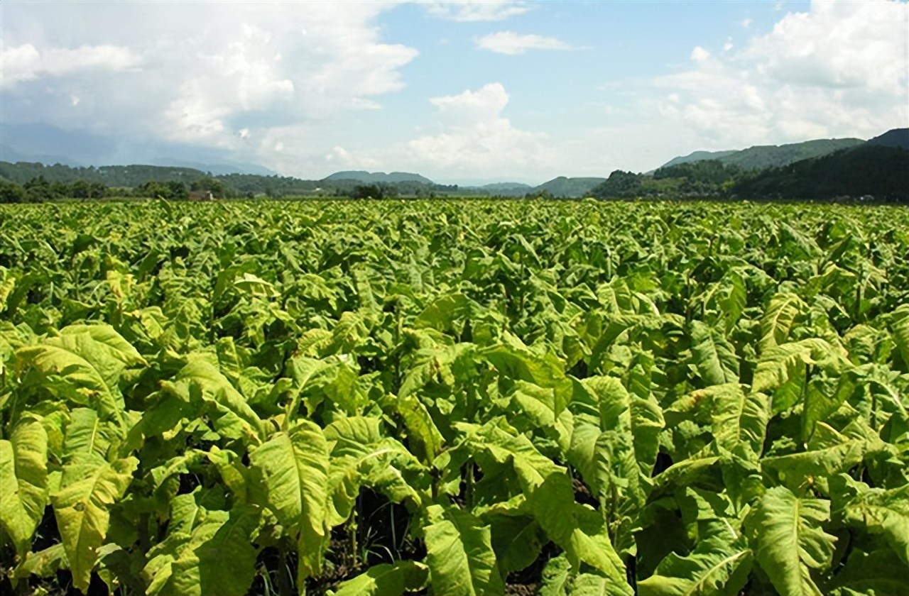 草烟的好处,草烟坏处