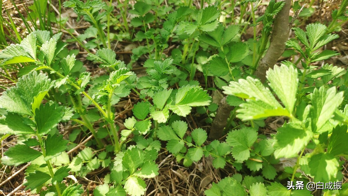 谢海洲教授应用仙鹤草经验