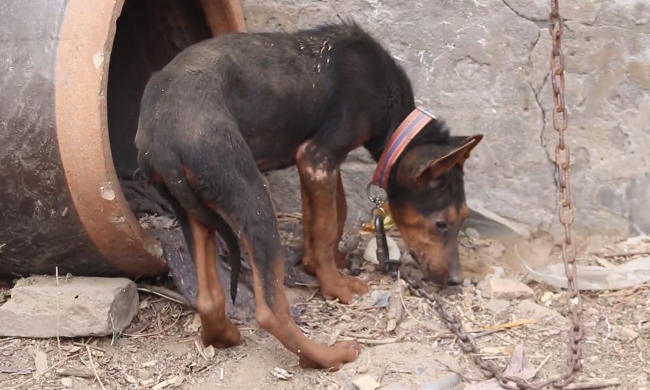流浪狗被小孩子暴打,流浪狗被孩子家长打