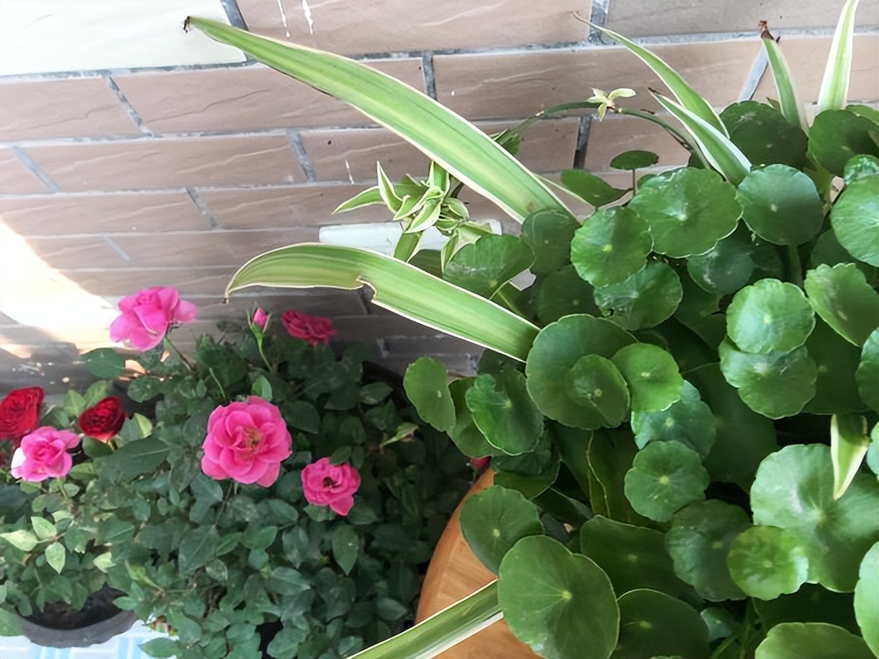 好养的喜阴花有哪些室内,哪些花喜阴不见阳光也可以生长