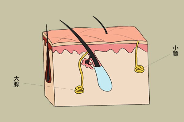 体热一到夏天动不动就出汗,晚上睡觉体热不出汗是什么原因